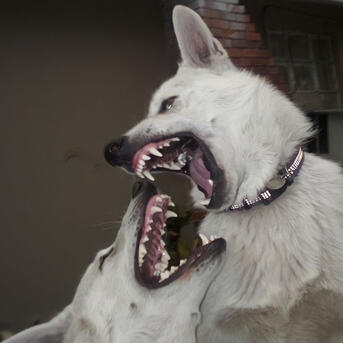 two white dogs play-biting at each other